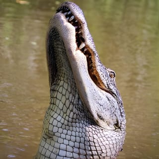 New Orleans Small-Group Airboat Swamp Tour 5