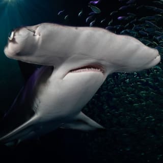 Georgia Aquarium: biglietto salta fila 19