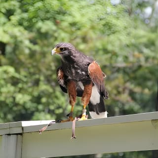 Colorado Springs Hands-On Falconry Class and Demonstration 7