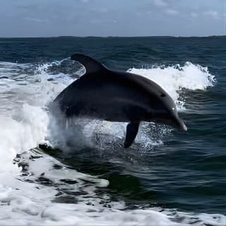 Private ONLY Dolphin Boat Tours 1