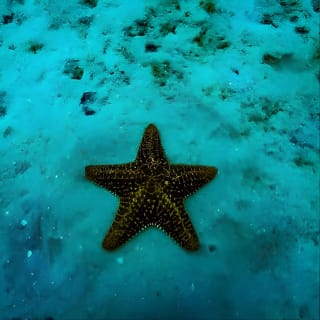 Bajo un mar de aventuras, inmersiones inolvidables. 14
