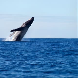 Gold Coast Whale Watching Cruise 17