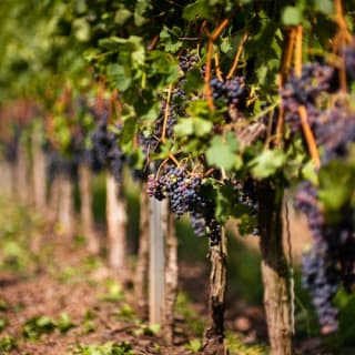 Colline del Chianti: Experiencia enológica desde Florencia 8