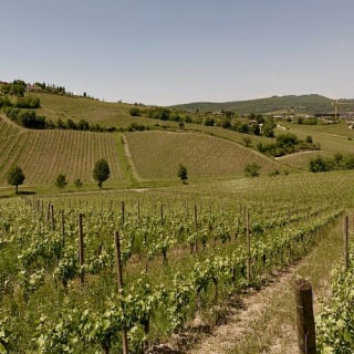 Colline del Chianti: Experiencia enológica desde Florencia 9
