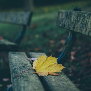 Hojas de otoño 2 1