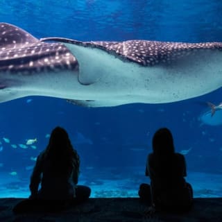 Georgia Aquarium: biglietto salta fila 27
