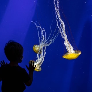 Georgia Aquarium: biglietto salta fila 28
