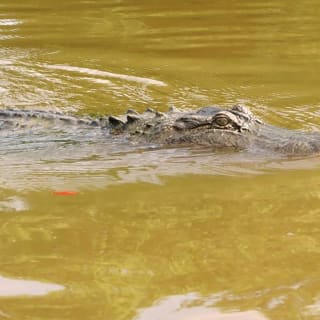 Airboat Ride with Round-Trip Transportation from New Orleans 5