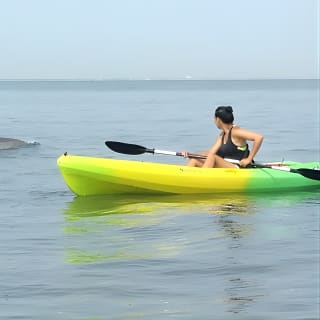 Tour Eco de Delfines en Kayak para Grupos Pequeños 2