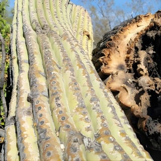 Discover Phoenix! Giro turistico 12