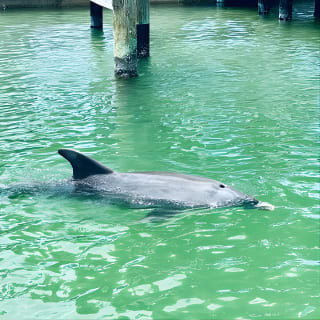 Dolphin and Manatee Adventure Tour in Fort Myers 17