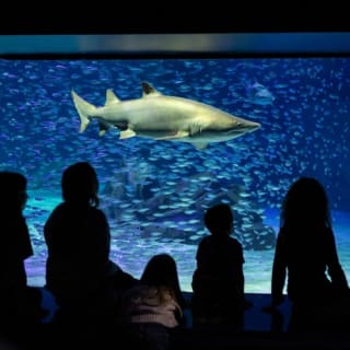 Georgia Aquarium: biglietto salta fila 30
