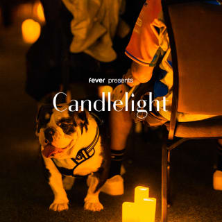 Candlelight Paws: A Dog-Friendly Classical Concert 3