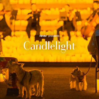 Candlelight Paws: A Dog-Friendly Classical Concert 5