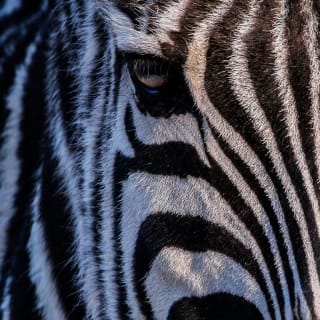 ¡Entradas para el Zoo Aquarium de Madrid! 2