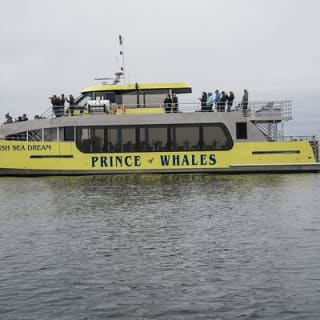 Avventura di mezza giornata di whale watching da Vancouver 2