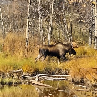 Chugach State Park Nature Walk 3