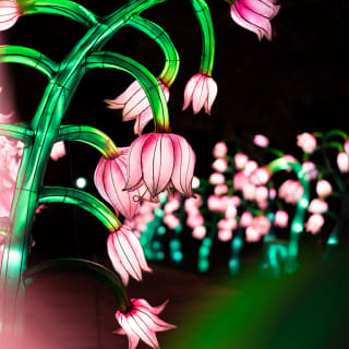 Autumn Glow Festival 2025 (Schenectady, NY) 4
