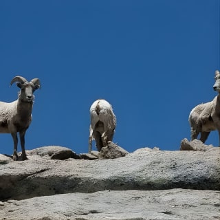 Colorado Gold Rush Mountain and Mine Half-Day Tour from Denver 4