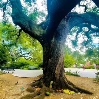 Nola Voodoo Walking Tour with High Priestess Guide in New Orleans 9