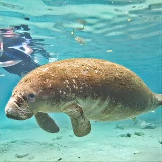 Manatee Swim and Wildlife Park with Upgrade Options from Orlando 1