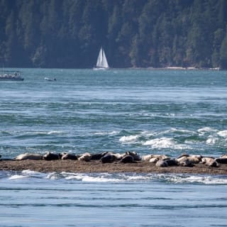 Avventura di mezza giornata di whale watching da Vancouver 6