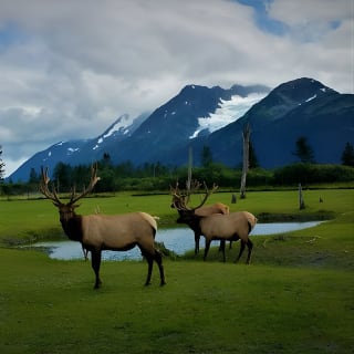 Afternoon Wilderness, Wildlife, Glacier Experience from Anchorage 6
