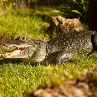 Paquete de Aventura en los Everglades de Florida 12