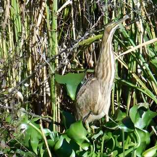 Waccamaw River Nature and Wildlife Tour 5