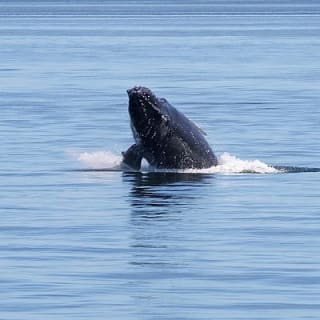 Avventura di mezza giornata di whale watching da Vancouver 9