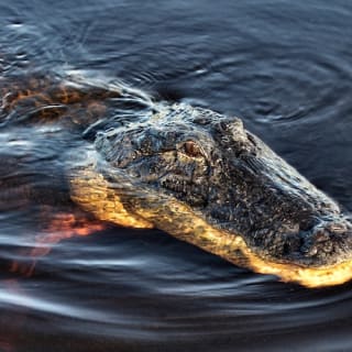 Paquete de Aventura en los Everglades de Florida 16
