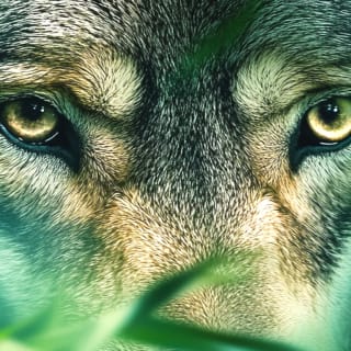 Wild immersion: l’expérience immersive aux Grottes de Han 5