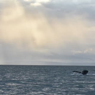 Avventura di mezza giornata di whale watching da Vancouver 11
