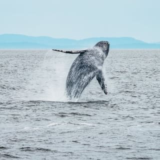 Avventura di mezza giornata di whale watching da Vancouver 13