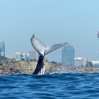 Crucero de avistamiento de ballenas en Sídney con desayuno/almuerzo 8