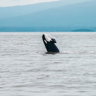 Avventura di mezza giornata di whale watching da Vancouver 14