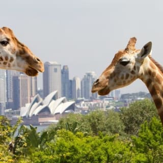 Taronga Zoo + Sydney Harbour Hopper Pass (24/48h) 2