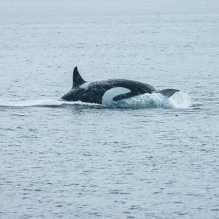 Avventura di mezza giornata di whale watching da Vancouver 16