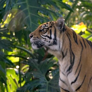 Taronga Zoo + Sydney Harbour Hopper Pass (24/48h) 4