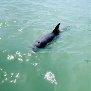 Dolphin and Manatee Adventure Tour in Fort Myers 18