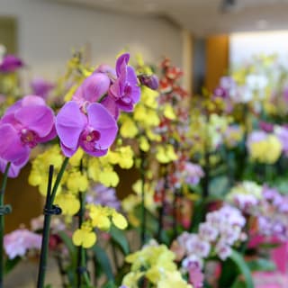 Taiwan: A World of Orchids Exhibition at Queens Botanical Garden 2