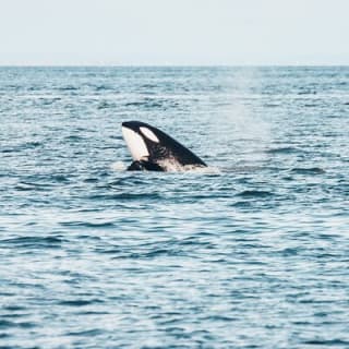 Avventura di mezza giornata di whale watching da Vancouver 19