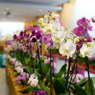 Taiwan: A World of Orchids Exhibition at Queens Botanical Garden 3