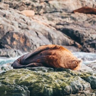 Avventura di mezza giornata di whale watching da Vancouver 20