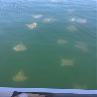Pensacola Beach Jolly Dolphin Cruise and Scenic Bay Tour 5