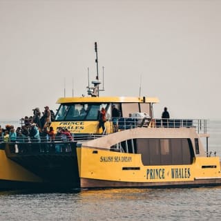 Avventura di mezza giornata di whale watching da Vancouver 23