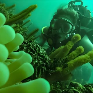 Bajo un mar de aventuras, inmersiones inolvidables. 16