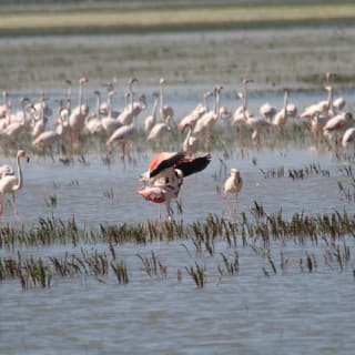 Doñana national park and El Rocío: excursion from Seville 3