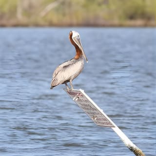 Wildlife Tour of Indian River Lagoon with Experienced Captain 6