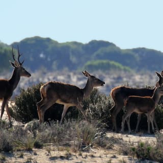 Doñana national park and El Rocío: excursion from Seville 4